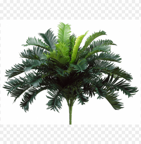 25 cycas palm bush x35 - 25 artificial cycas palm bush Transparent PNG Isolated Subject Matter