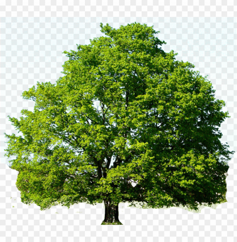 28 collection of oak tree clipart - red maple tree gree PNG Image with Clear Isolation