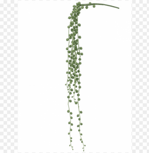 28 string of pearls pick green - string of pearls plant Free PNG images with alpha channel variety