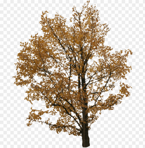2d trees - autumn tree cut out Transparent PNG pictures archive