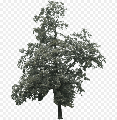 2d trees - tree Transparent PNG download PNG transparent with Clear Background ID 75adf3f5
