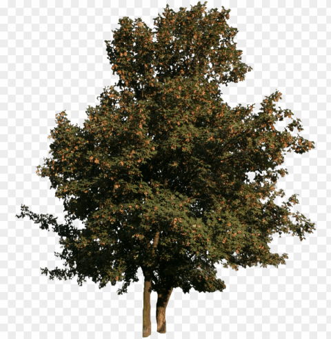 2d trees - tree cut out PNG photos with clear backgrounds