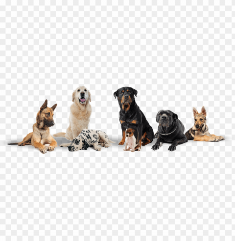 3 - Group Of Dogs Transparent Background PNG Image Isolated With HighQuality Clarity