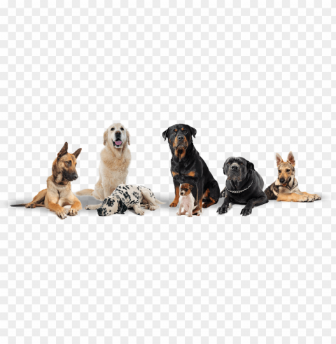 3 - group of dogs transparent background PNG Image Isolated with HighQuality Clarity