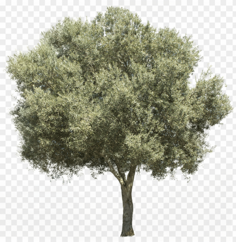 3709 x 3738 pixels image with background - olive tree Free PNG transparent images