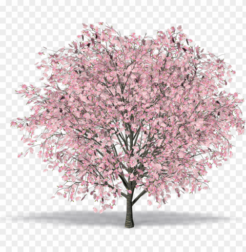 3d cherry blossom tree model free Isolated Item with HighResolution Transparent PNG