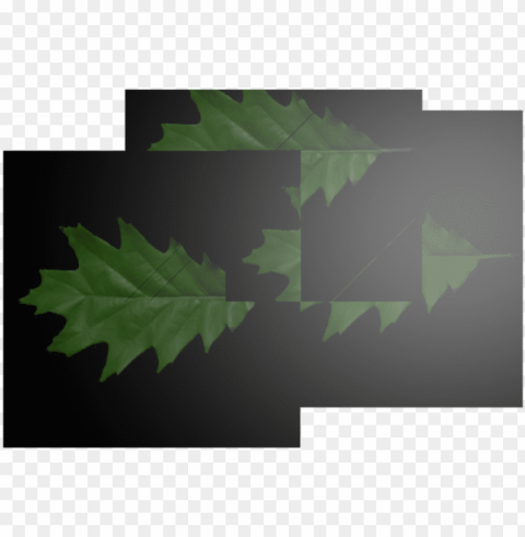 3renderedleaves 110 kb - maple leaf Isolated Item on Transparent PNG
