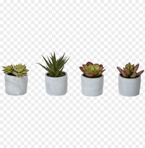 4 piece desktop succulent plant in pot set bungalow PNG files with no background bundle