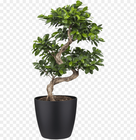 4495 - - previous - next - indoor plant - ficus ginseng bonsai Free PNG images with alpha channel variety