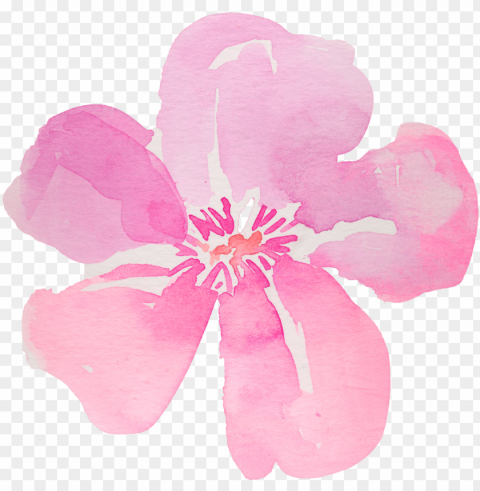 5 - flowers hibiscus watercolor Free download PNG with alpha channel extensive images