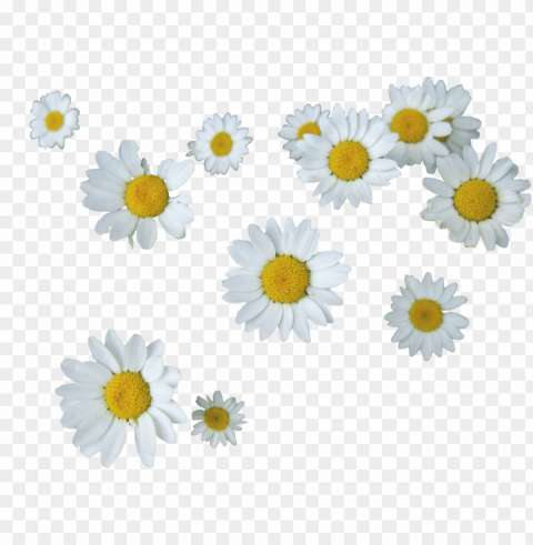 505 images about - daisies tumblr Transparent Background PNG Isolated Design