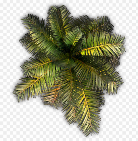 532k small palm jcd g 06 feb 2009 - roystonea HighResolution Isolated PNG with Transparency