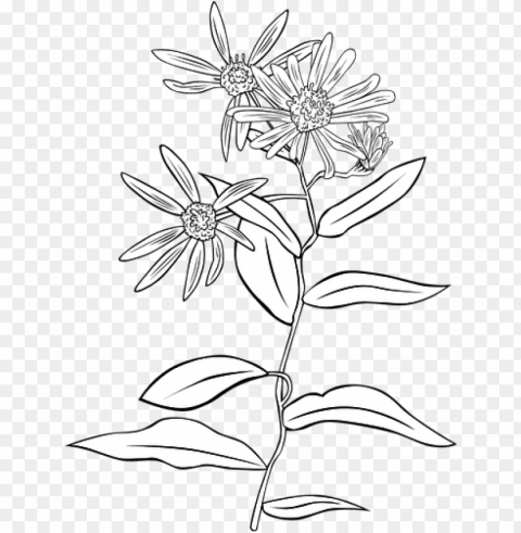 5591 flower line drawing clip art free public domain - flower line drawing transparent PNG for blog use