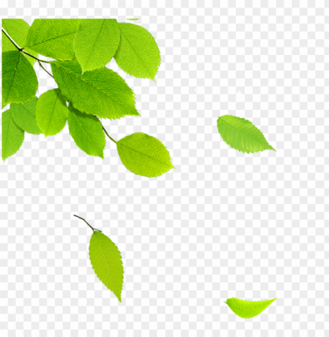 591591 pixels - hojas de arbol Free PNG images with transparent layers diverse compilation PNG transparent with Clear Background ID 8aa2b82e