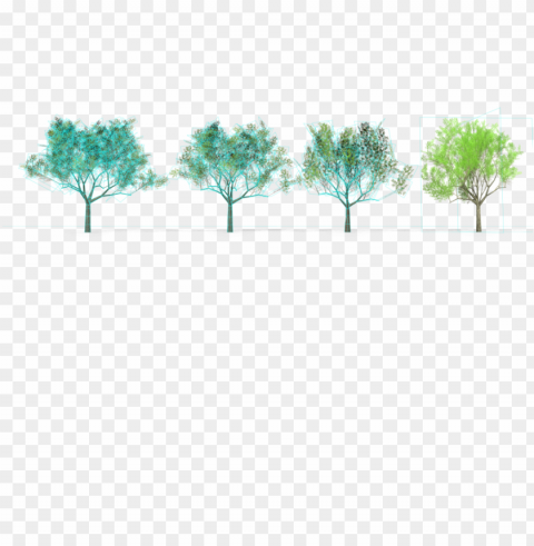 6 eucalyptus crebra tree royalty-free 3d model - eucalyptus crebra Isolated Design Element in HighQuality Transparent PNG