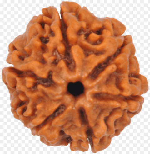 6 Mukhi Rudraksha Size - 6 Mukhi Rudraksha Isolated Subject In Transparent PNG