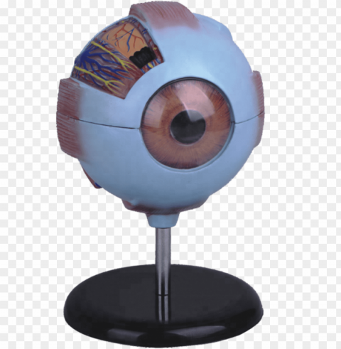 6 times enlarged plastic human eye anatomy model - figurine PNG image with no background