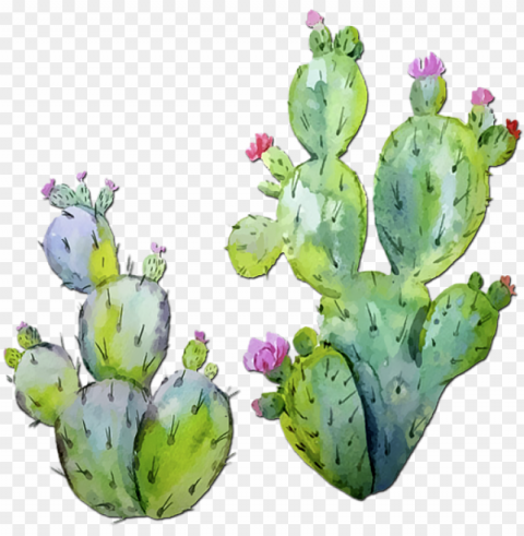 600 x 600 5 - prickly pear cactus watercolor Free PNG images with transparent layers diverse compilation