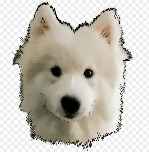 67 why are you a samoyed - samoyed do Clear PNG pictures compilation