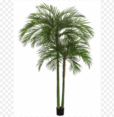 7' areca palm tree x2 with 1692 leaves in pot green - sabal palmetto Transparent background PNG photos