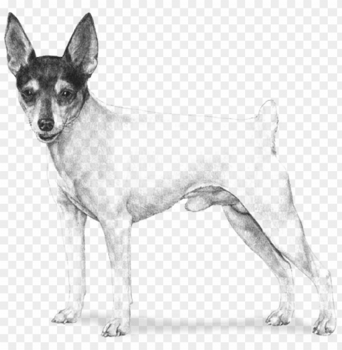 700 X 700 9 - Draw A Toy Fox Terrier Clear Image PNG