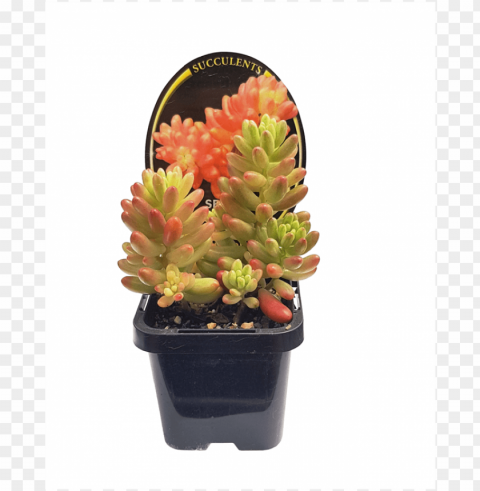 70mm assorted succulents - flowerpot Free transparent background PNG