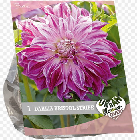 7210 dahlia bristol stripe per 1 urban flowers - chrysanths Transparent PNG Object Isolation
