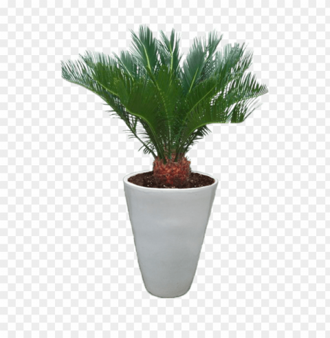 7sago-palm - types of palm trees HighQuality PNG with Transparent Isolation