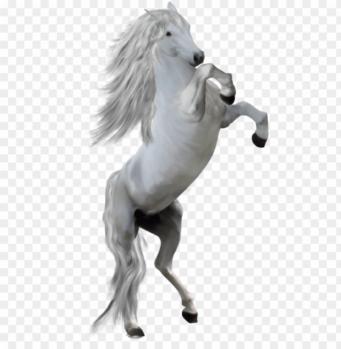 800 x 1356 1 - white horse front PNG Isolated Object with Clear Transparency
