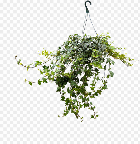 8in ivy hanging - tree PNG images with alpha mask