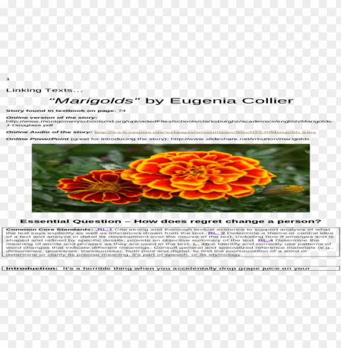 9 unit 4 unit 4 comp web viewidentify and correctly - tagetes patula Isolated Graphic Element in HighResolution PNG