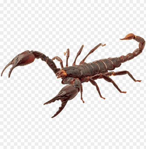900 x 580 - scorpion PNG images with high-quality resolution