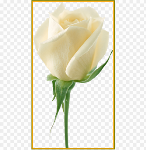 908 x 1619 9 - white rose flower PNG format