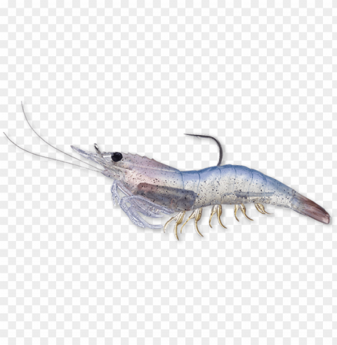 912 white shrimp - live target livetarget rigged shrimp soft plastic white HighQuality PNG with Transparent Isolation