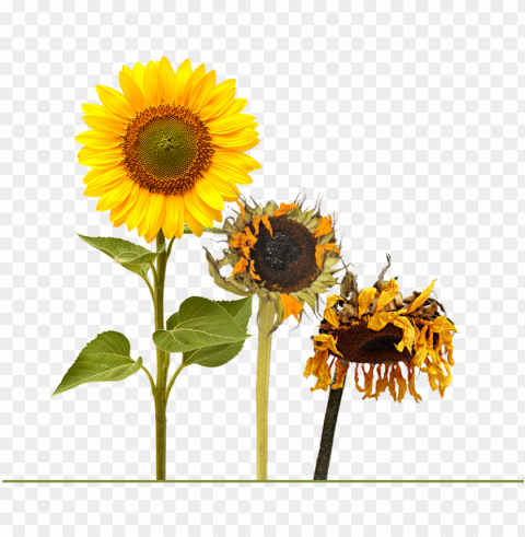 a blooming sunflower followed by two other sunflowers - life cycle of a sunflower by grace jones PNG images with alpha channel diverse selection