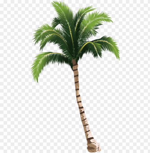a coconut tree transprent - palm tree hd HighQuality Transparent PNG Element
