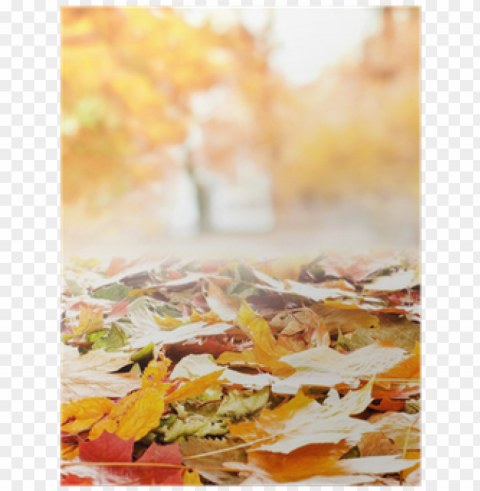a colorful background autumn image with fallen leaves - autum Transparent PNG Illustration with Isolation