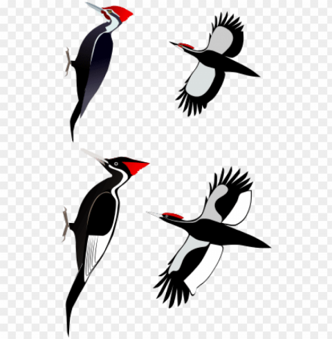 a comparison of the ivory-billed woodpecker with the - ivory billed woodpecker PNG Image with Clear Isolated Object