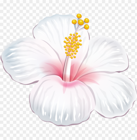 a dc db d orig - flores tropicais brancas PNG files with alpha channel