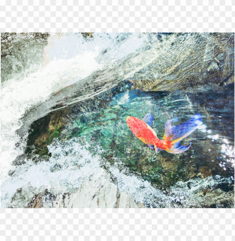 a fish swimming over moss-covered rocks - mountain river Free download PNG images with alpha channel
