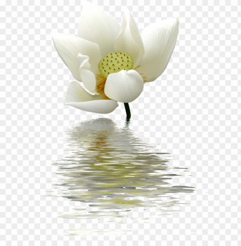 a lotus flower on the water - lotus flowers white Transparent design PNG