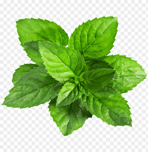 a mint leaf plant vector - mint Transparent Background PNG Isolated Element
