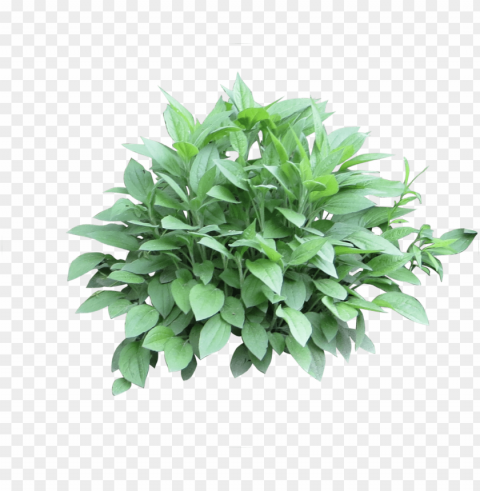 a small sized leafy green shrub closely cropped - shrubs for photosho Clear Background Isolation in PNG Format
