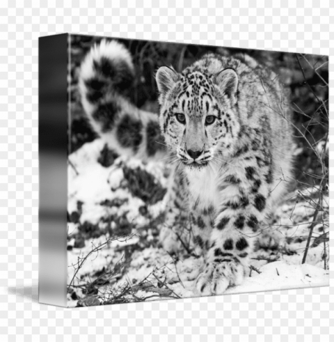 a snow in the - snow leopard in the winter snow mugs PNG transparent images bulk