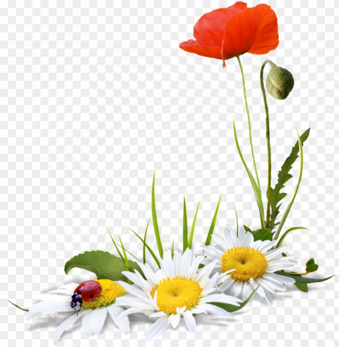 a transparent of flowers and ladybugs free - flores fundo transparente PNG objects
