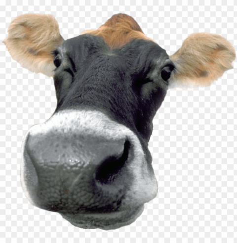 a typical french cow that produces chocolate milk - cow tipping champ wall clock PNG for business use