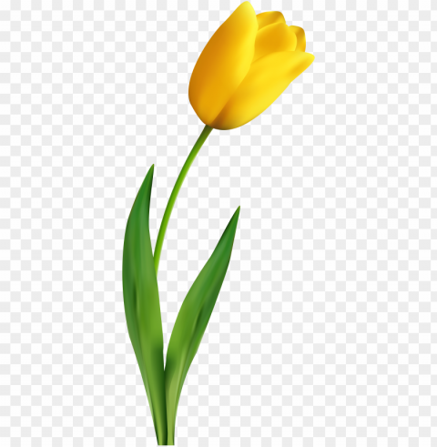 a yellow tulip tulips flowers image and clipart - yellow tulip clipart PNG images for banners