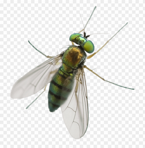 a1 exterminators greenhead fly silo control - horse fly PNG images alpha transparency PNG transparent with Clear Background ID 7ba2587a
