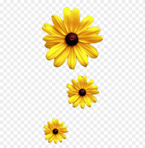 about 3600 commercial & noncommercial clipart - sunflower vine transparent Free PNG download no background