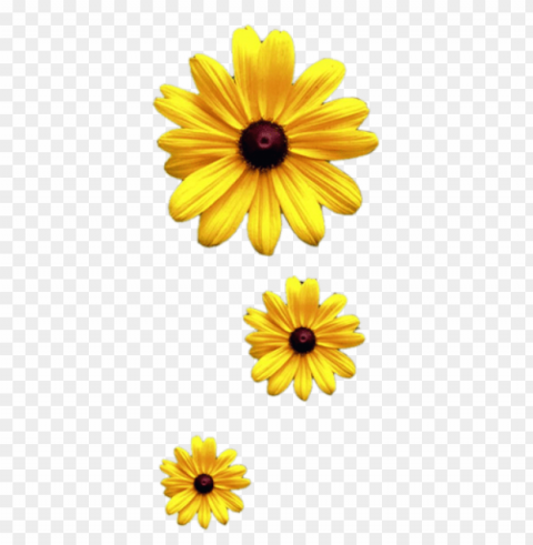 about 3600 commercial & noncommercial clipart - sunflower vine transparent Free PNG download no background PNG transparent with Clear Background ID e59e081c